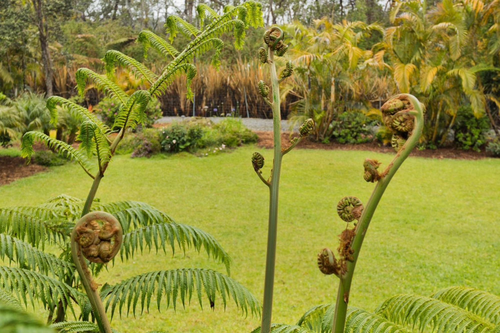 Aloha Junction Bed And Breakfast -Minutes Away From Hawaii Volcanoes National Park Extérieur photo