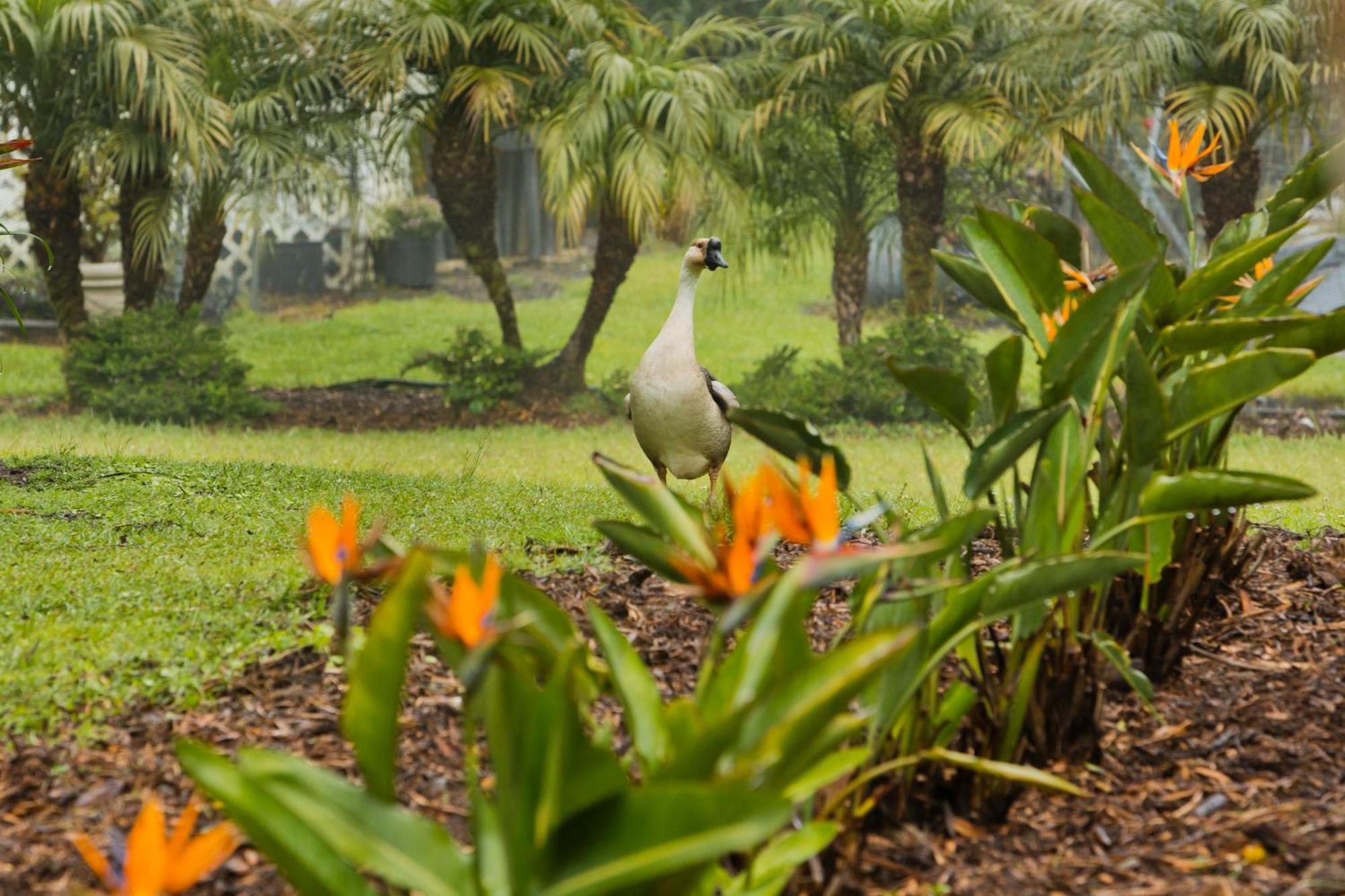 Aloha Junction Bed And Breakfast -Minutes Away From Hawaii Volcanoes National Park Extérieur photo